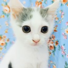 おめめ大きい♡スコティッシュフォールドの男の子(立ち耳)入荷しました～💓