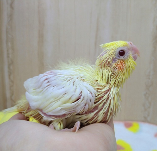 黄色クリームカラーにキレイな赤目！ルチノーのオカメちゃん来ましたよ〜