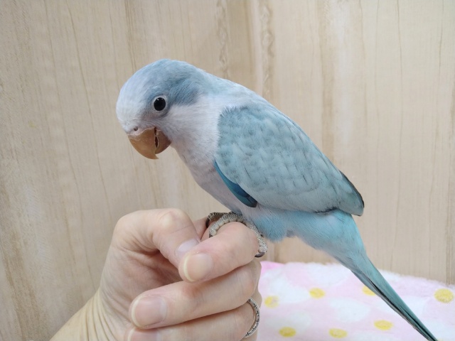ブルーのオキナインコの「マリンちゃん」特技はニギコロです！