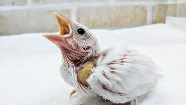 🐥注目ですよ～🐥 白文鳥