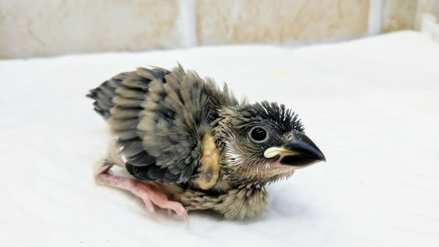 定番人気👍 桜文鳥🌸