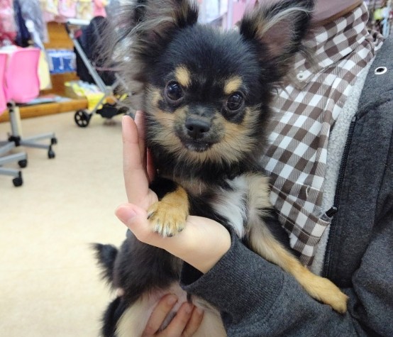 最新！なでなでして～！ロングコートチワワ 男の子♪