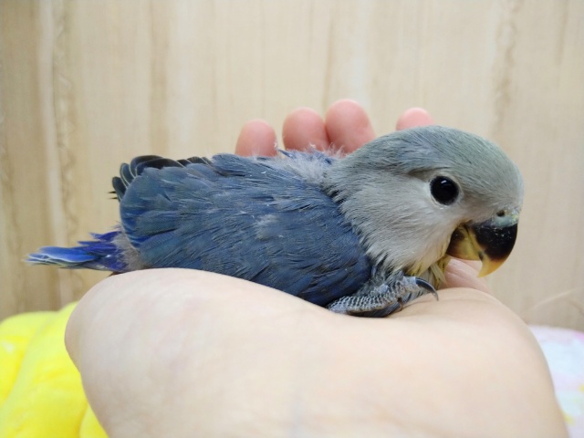 大人気カラー！小桜インコヴァイオレットのヒナ来ましたよ〜