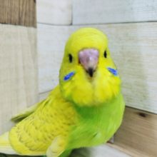 来ましたよ～ジャンボセキセイさん♥️