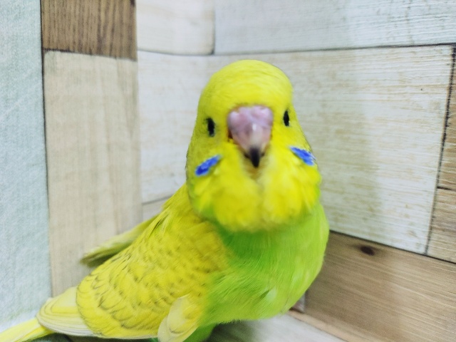 来ましたよ～ジャンボセキセイさん♥️