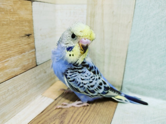 セキセイインコ(梵天)入荷いたしました💓