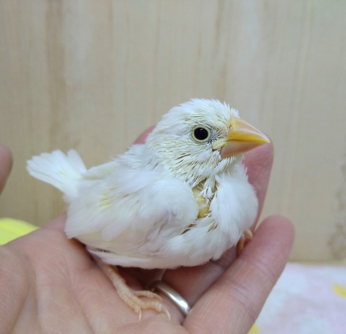 人気カラー！白文鳥ヒナ来ましたよ〜