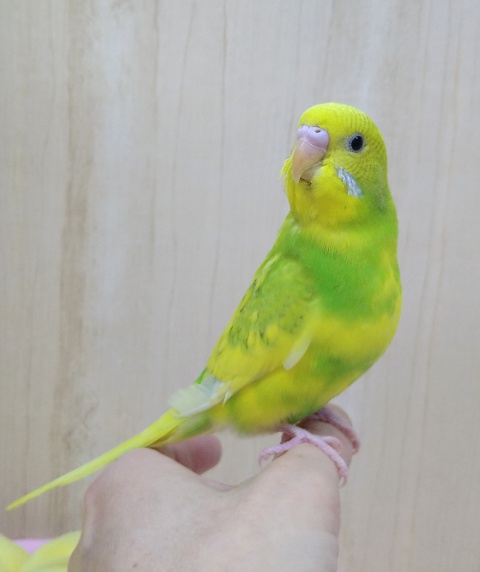 最新動画あり！当店命名！若竹カラーパイドセキセイ「タケちゃん」いますよ〜