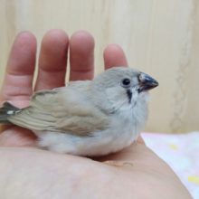 鳴き声はニーニー！キンカ鳥ヒナいますよ〜その1