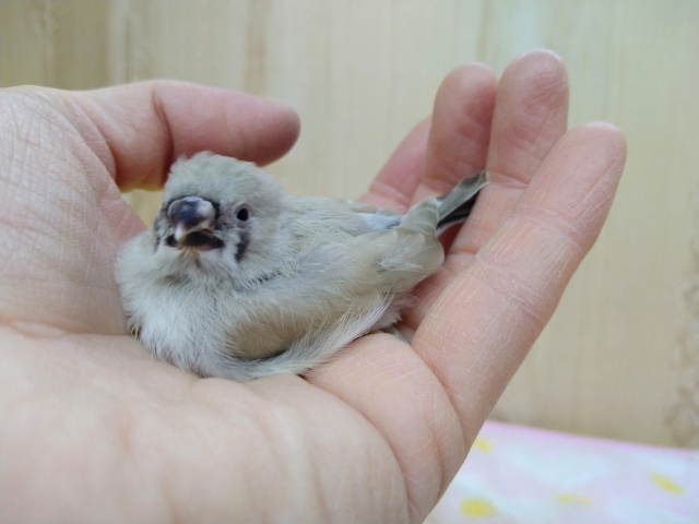鳴き声はニーニー!キンカ鳥ヒナいますよ〜その2