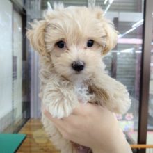 最新！大人気！アプリコットカラーのマルプーくん入舎♪
