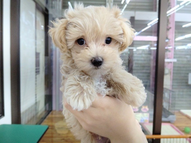最新！大人気！アプリコットカラーのマルプーくん入舎♪