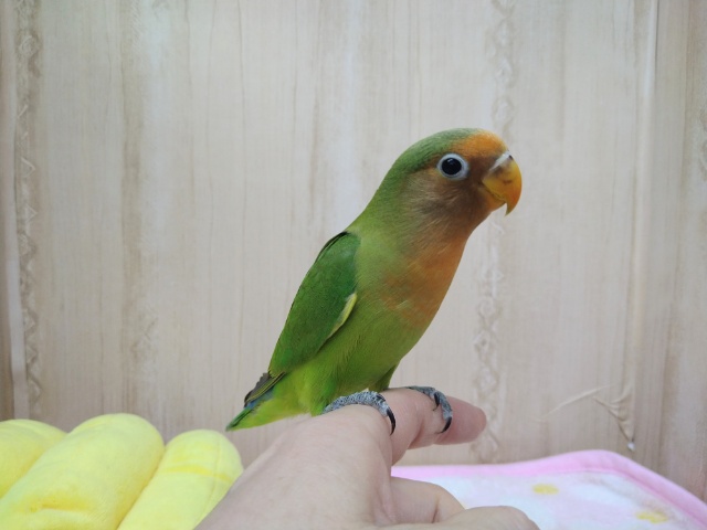 最新動画・画像あり！レアなインコ！八重桜インコの「ヤエちゃん」いますよ〜