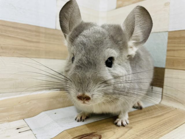 おっと〜りかわい〜い♥️チンチラくん(バイオレット)