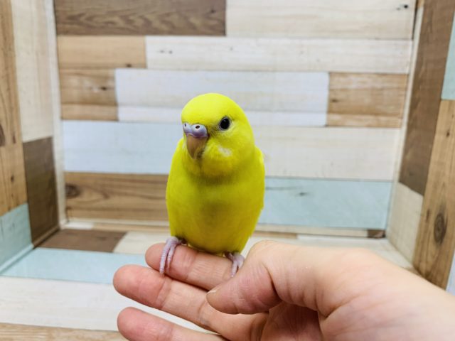 ベタなれです♪セキセイインコ(ダブルファクター)