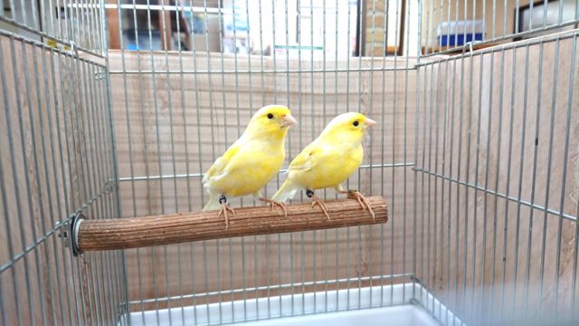 だんだんﾚｱ種に。。カナリアです！レモンカナリアですよ♬♪