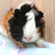 好奇心旺盛。。？アビシニアンモルモット