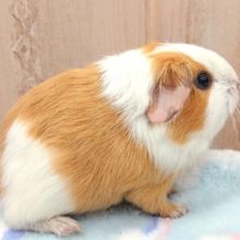 見つめる先は。。？イングリッシュモルモット♪