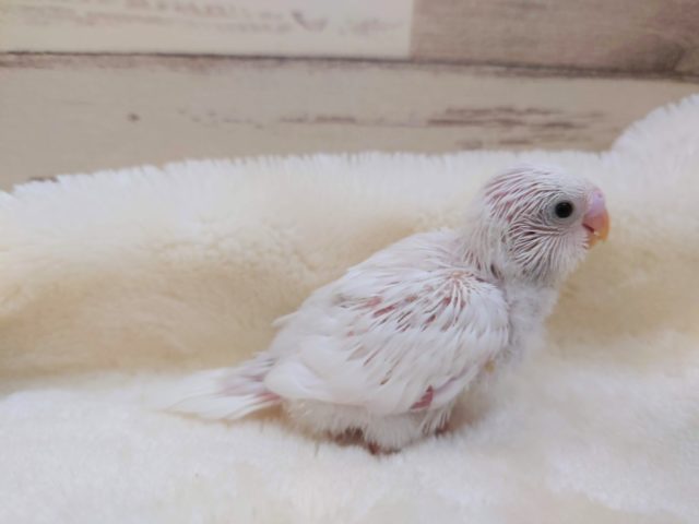 純白☆真っ白なセキセイインコ〜　ダブルファクター　2021　１０月７日