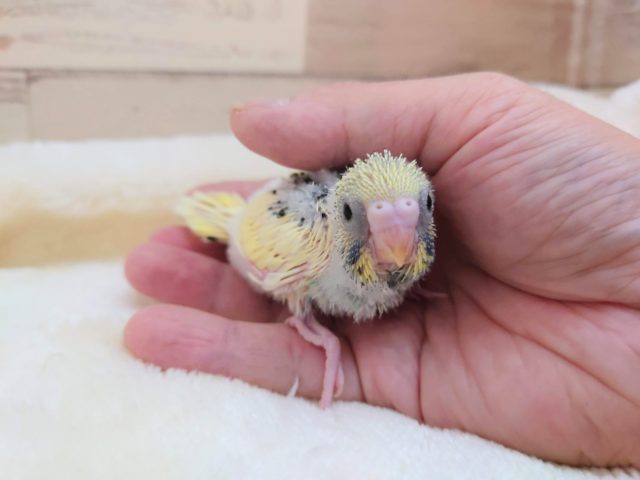 ふれあいが好きそうかな？？　セキセイインコ　クリームパイド　2021　１０月７日