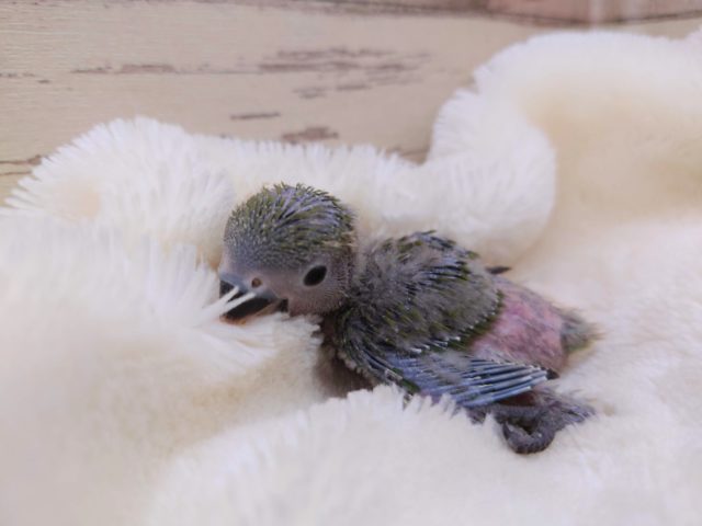 まだヒナさん！おっとりした感じ？？　コザクラインコ　ノーマル　2021　１０月７日