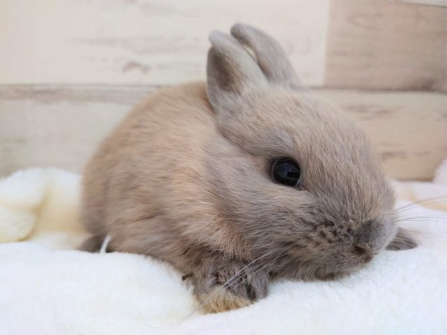 隠れむっちりフェイスなんです　ネザーランドドワーフラビット　2021　１０月８日