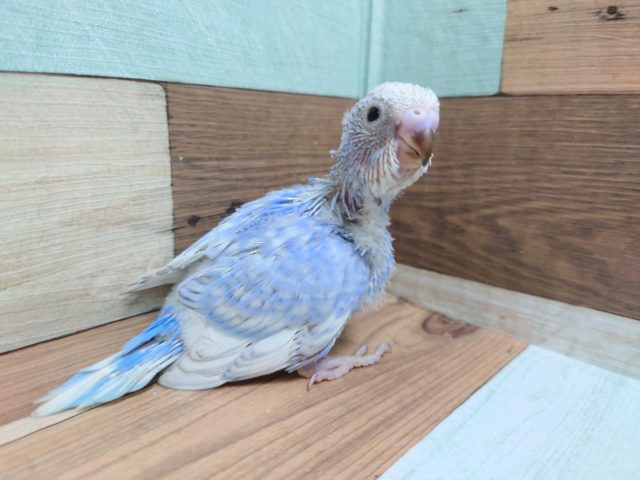 元気、笑顔いっぱい♪　セキセイインコ　スパングルパイド