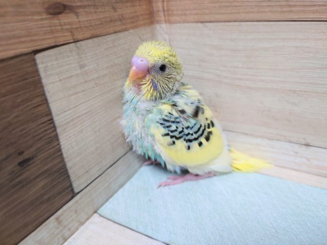 ちょっとレアなカラーです！！！セキセイインコ　パステルレインボーパイド