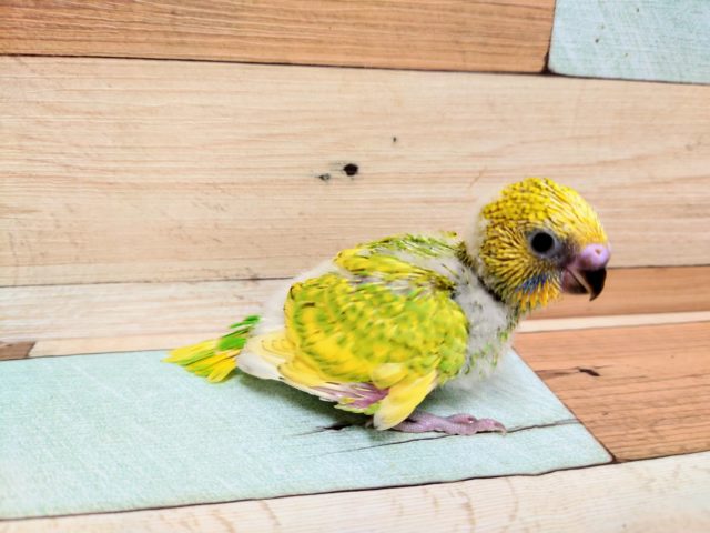 ｷﾚｲ！！　セキセイインコ　スパングルパイド～～