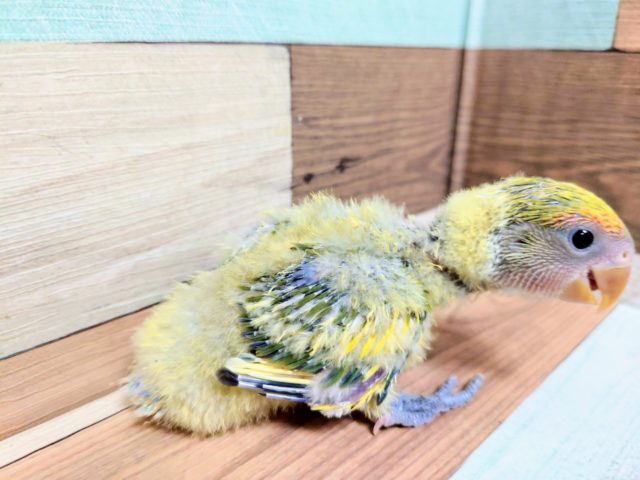 個性がでます！羽根の色がｷﾚｲですよ～～　コザクラインコ　タイガーチェリー