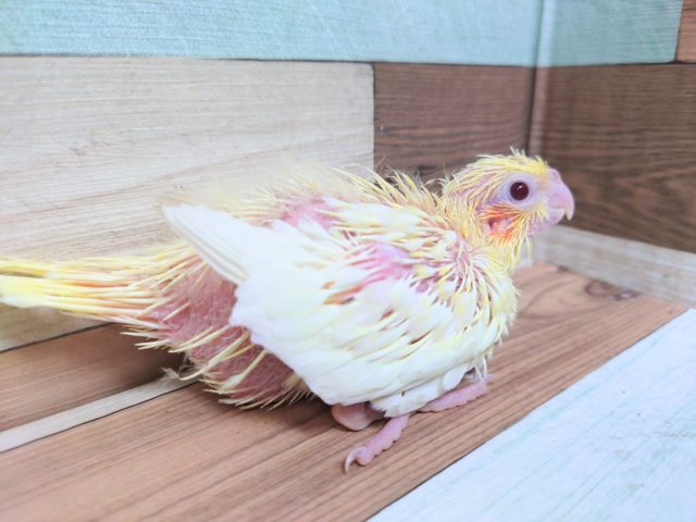 オカァ～～メさん♬　きましたよっ　オカメインコ　ルチノー