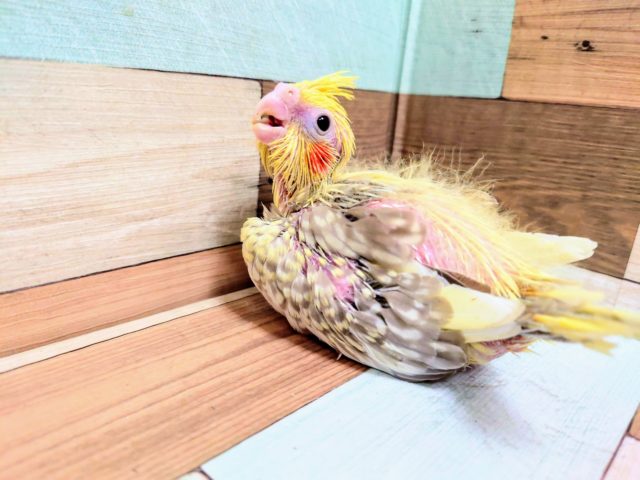 むちむちの体とｽﾃｷな笑顔です☆　オカメインコ　シナモンパールパイド