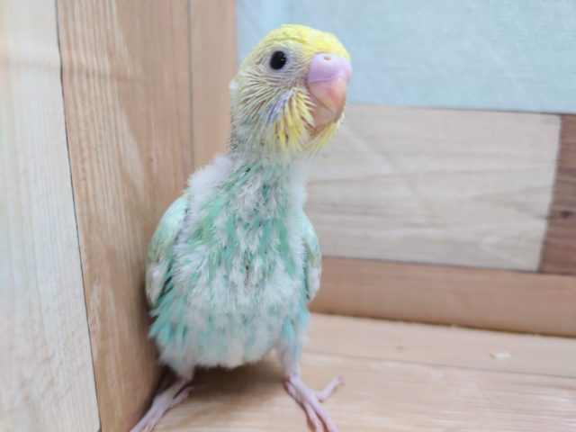 お探しの方多いカラーですよー☆　セキセイインコ　パステルカラーレインボー
