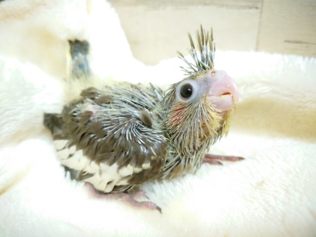 大きな瞳☆　甘え上手です♪　オカメインコ　ノーマル　2021　10月15日