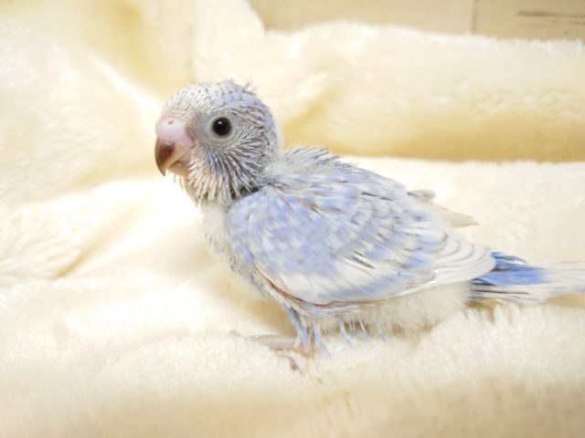 鮮やか！ｷﾚｲなスパンコール☆　セキセイインコ　スパングル　2021　10月15日