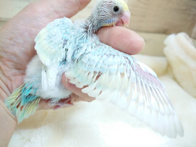 恥ずかしがり屋。。かな？　セキセイインコ　パステルレインボー　2021　10月15日