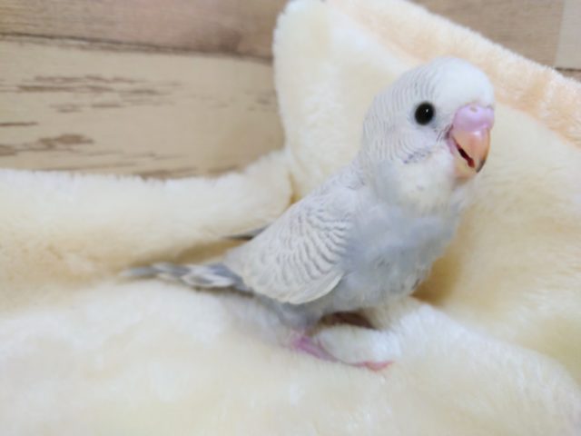 落ち着きあるライラック～　セキセイインコ　ライラック　ホワイトウィング