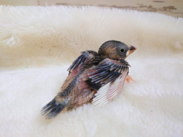 手のりの代表～～　桜文鳥でｺﾞｻﾞｲﾏｽ☆