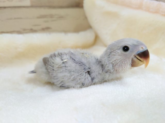 綿毛の可愛いコっ　コザクラインコ　パステル～～