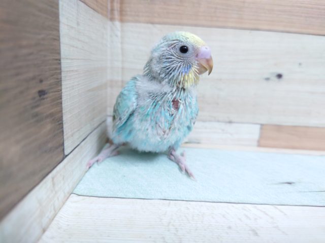 ドヤ顔がｽﾃｷです☆　セキセイインコ　パステルカラーレインボー♪