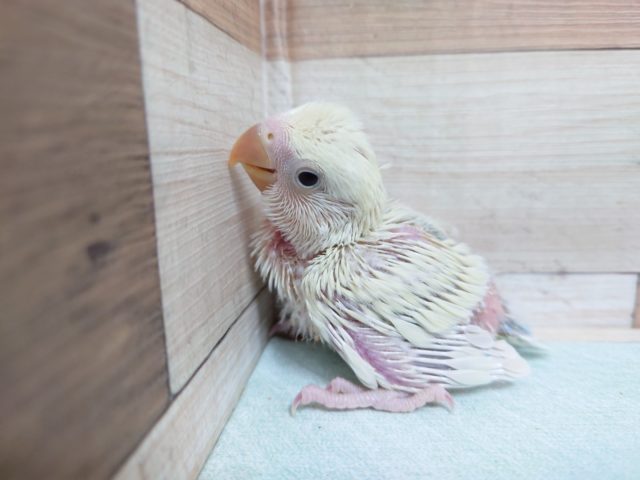クリームみたいなシナモンカラー　コザクラインコ　オーストラリアンシナモン～～