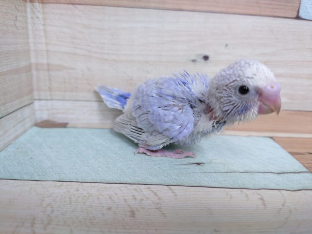 アゴ下掻いてもらうのが好きです！　セキセイインコ　ライラック～～