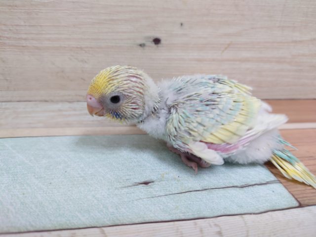 美！ｷﾚｲなパステルです♪♪　セキセイインコ　パステルレインボーです☆