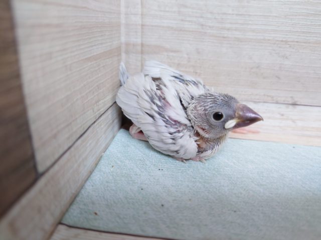 馴れ方が可愛いんですよ～～～　シルバー文鳥