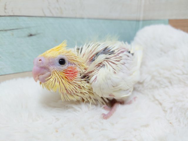 オカメちゃん☆　レアカラーのヘビーパイドです～～