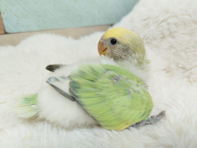 美！かなりｷﾚｲなコザクラインコ☆　パステル～～