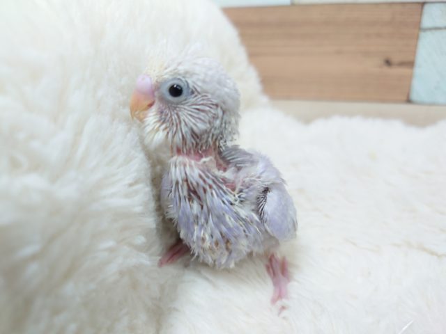 元気いっぱい！　セキセイインコ～　ライラックです☆