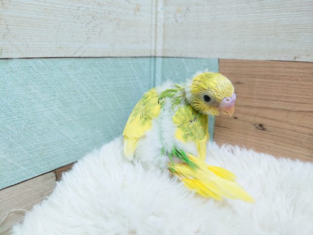 柑橘系のカラーです！　セキセイインコ　スパングルパイド～～　