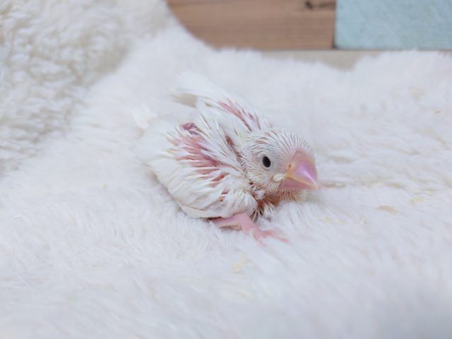 純白～～　真っ白ｷﾚｲな　白文鳥～～