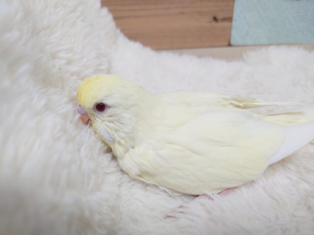 文句なしの大きさ！　ジャンボセキセイインコ　クリームです♪